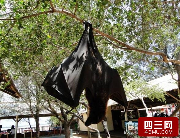 神奇！古老的思越木结构揭示蝙蝠之谜