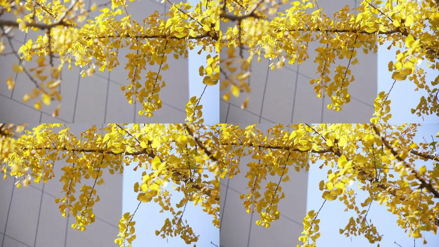 银杏视频第三届滨海国际（微）电影节震撼上映