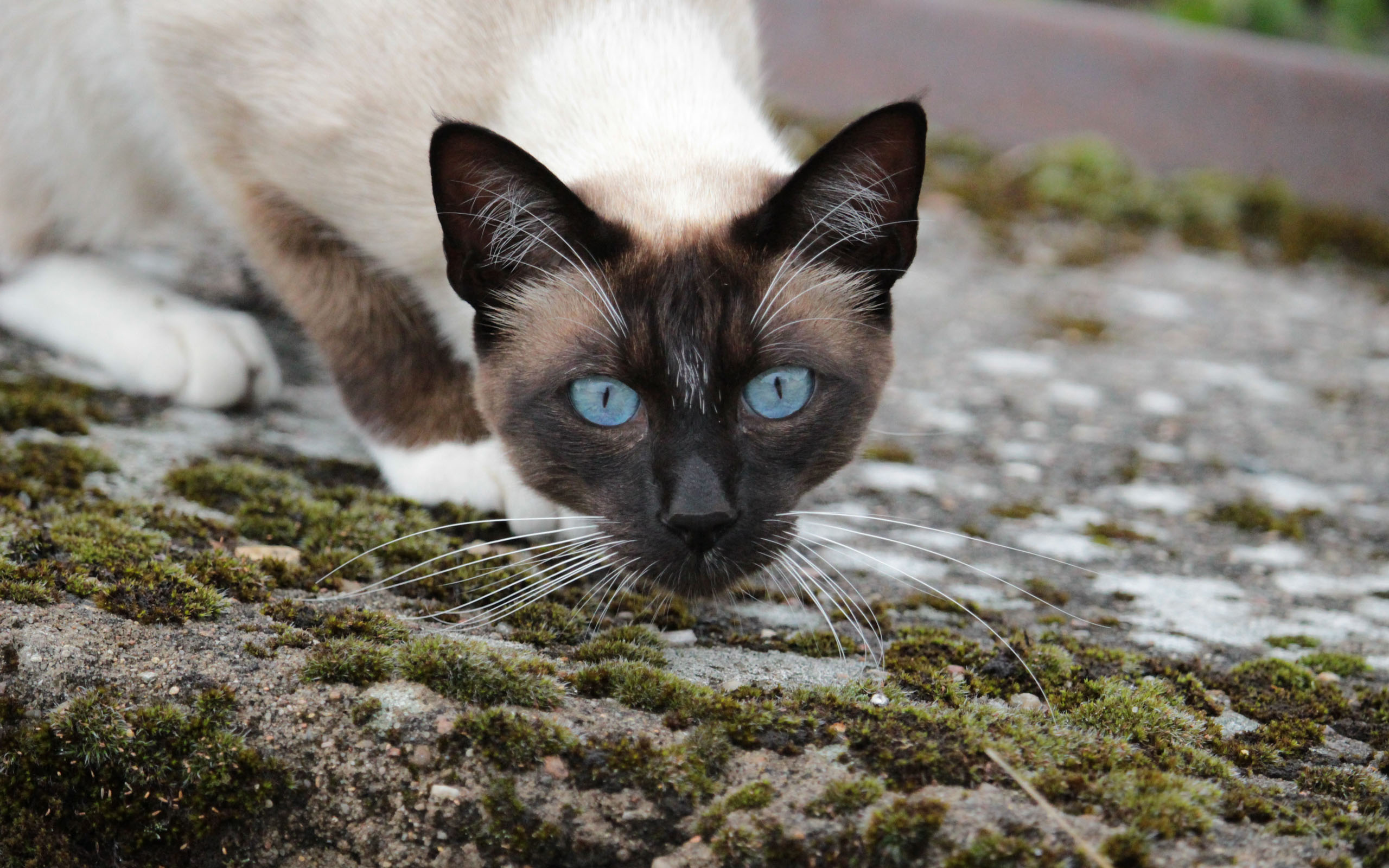 玩猫里奥的视频_猫里奥网页_猫里奥在线玩