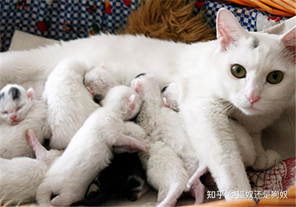 玩猫里奥的视频_猫里奥网页_猫里奥在线玩