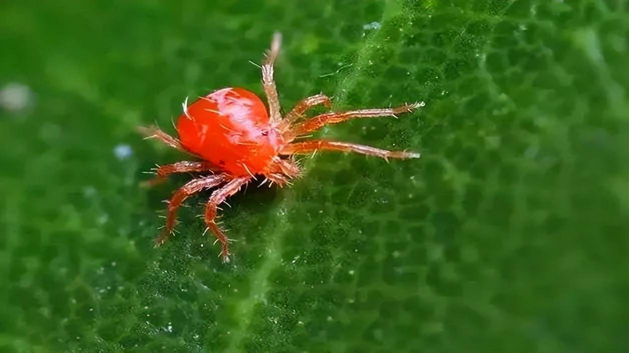植物大战害虫下载_植物大战害虫下载_植物大战害虫下载
