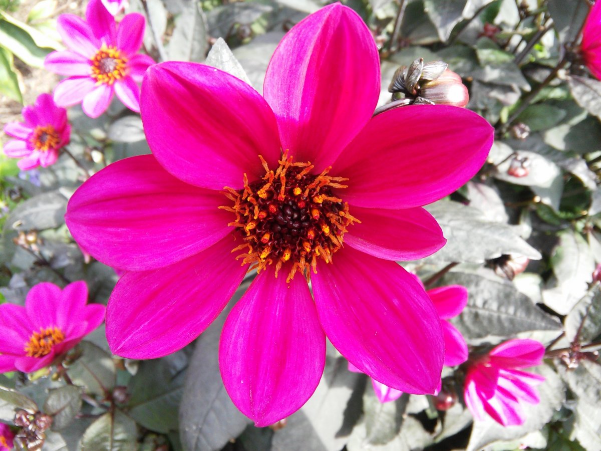 ios种花游戏_iphone种花游戏_苹果手机 种花游戏