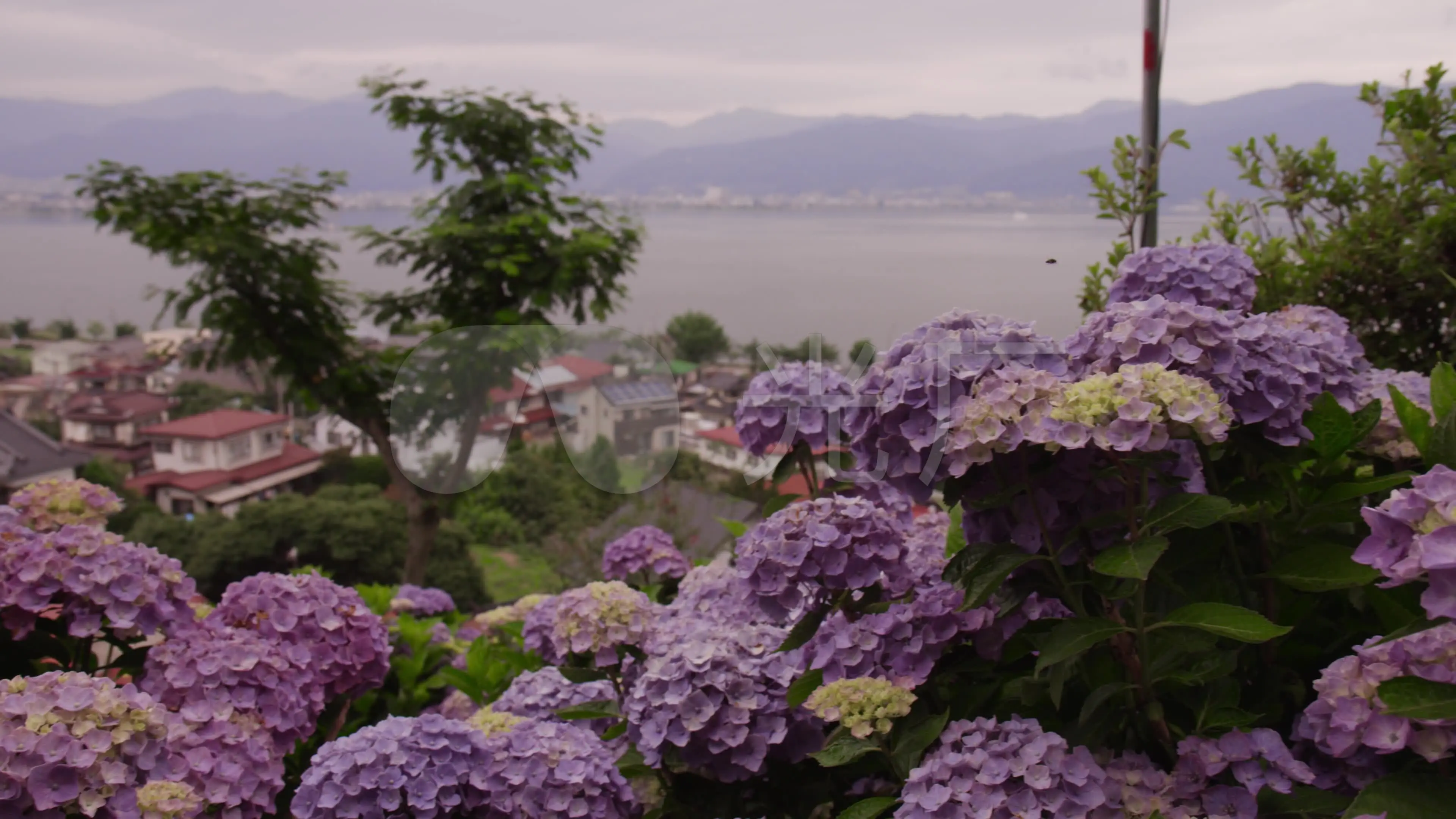 ios种花游戏_苹果手机 种花游戏_iphone种花游戏