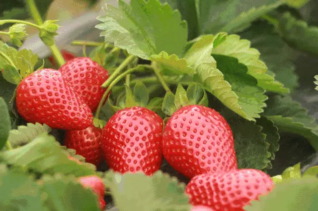 时时彩软件_时时彩软件_时时彩软件