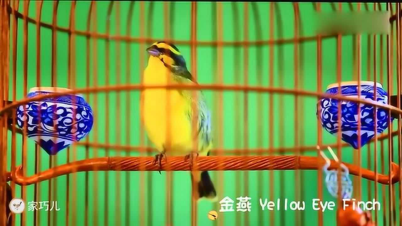 大q宝_宝大奇雅自行车价格_宝大奇雅自行车属于什么档次