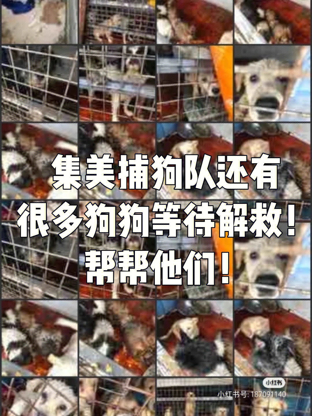 小狗拯救世界_小狗拯救世界英文_拯救小狗