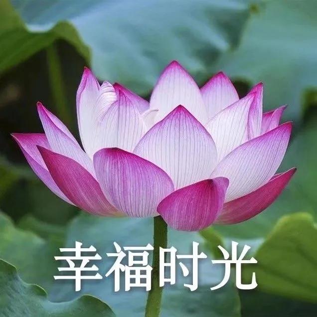 适合老人玩的手机游戏知乎_知乎老人适合玩手机游戏吗_知乎老人适合玩手机游戏的软件
