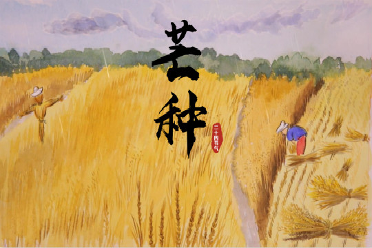 芒种的来源_芒种的由来和传说故事_芒种的由来
