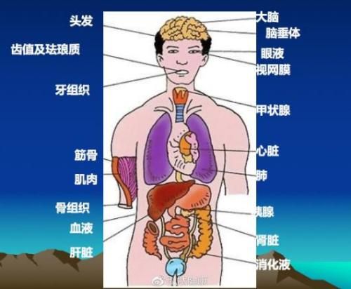认识人体教案幼儿_认识人体手机游戏教案_幼儿园科学教育认识人体的教案