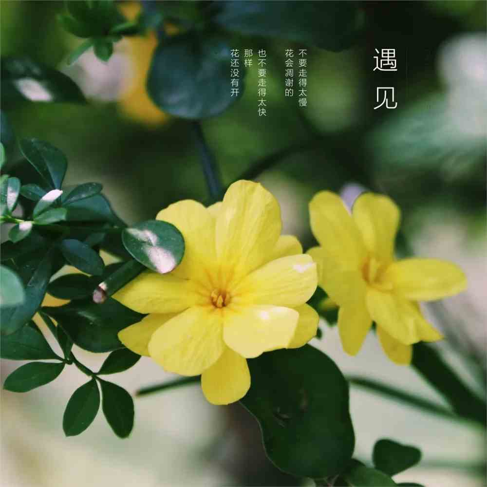 樱田什么意思_樱田是什么_樱田凉子